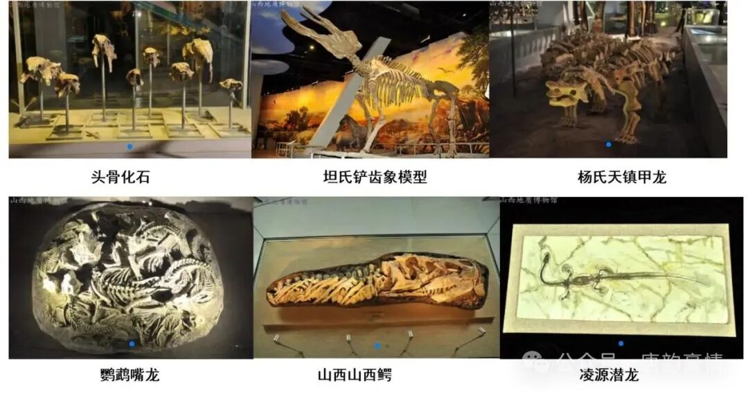 博物馆古生物.png